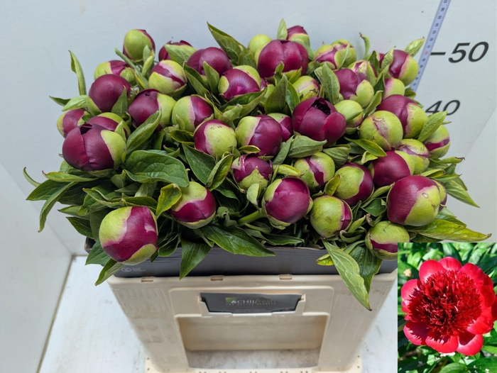 <h4>PAEO RED CHARM</h4>