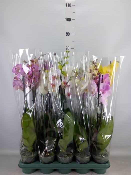 <h4>Phalaenopsis   ...mix</h4>