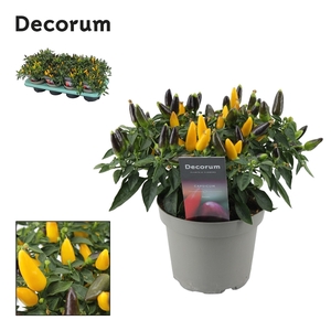 Capscium Annuum Torero Yellow