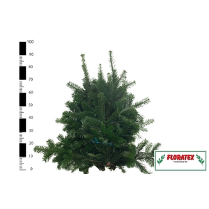 ABIES NORDMANN BS