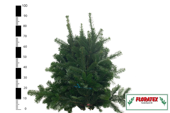 <h4>ABIES NORDMANN BS</h4>