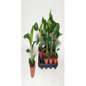 STRELITZIA NICOLAI