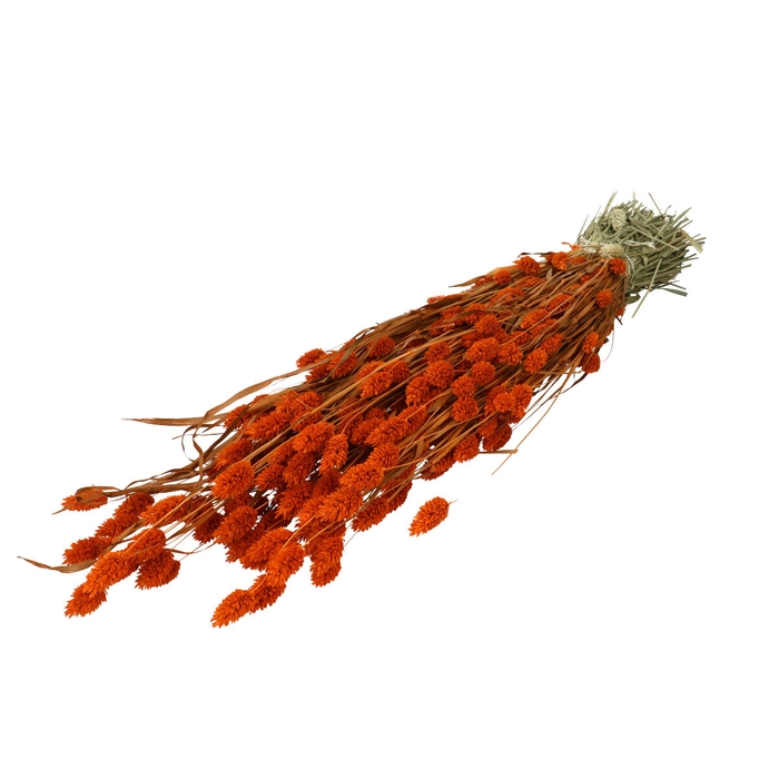 <h4>Dried flowers Phalaris 70cm</h4>