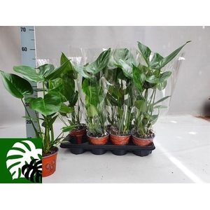 Monstera deliciosa 14Ø 70cm 2pp