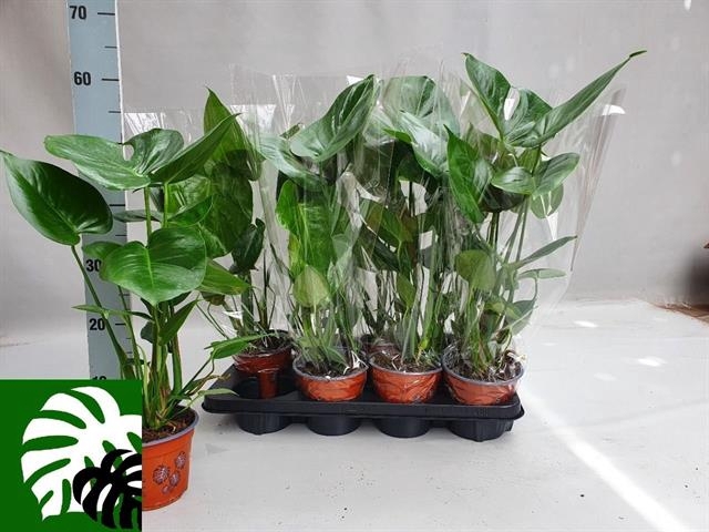 Monstera deliciosa 14Ø 70cm 2pp