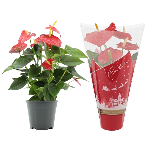 <h4>Anthurium Esudo in Couture Christmas sleeve</h4>