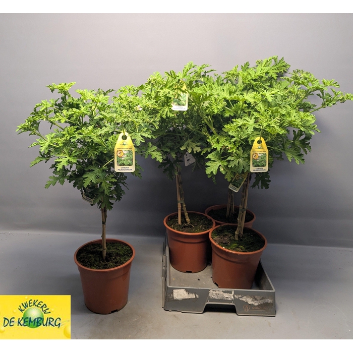 <h4>PEL GRAV LEMON TREE</h4>