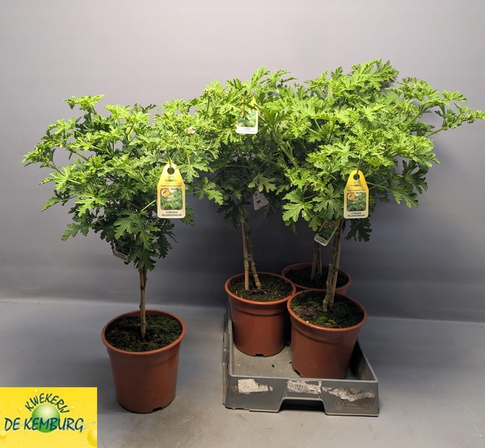 PEL GRAV LEMON TREE