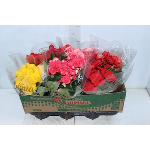 BEGONIA P15