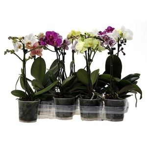 Kolibri Orchids Phalaenopsis Mix 1 spike no label