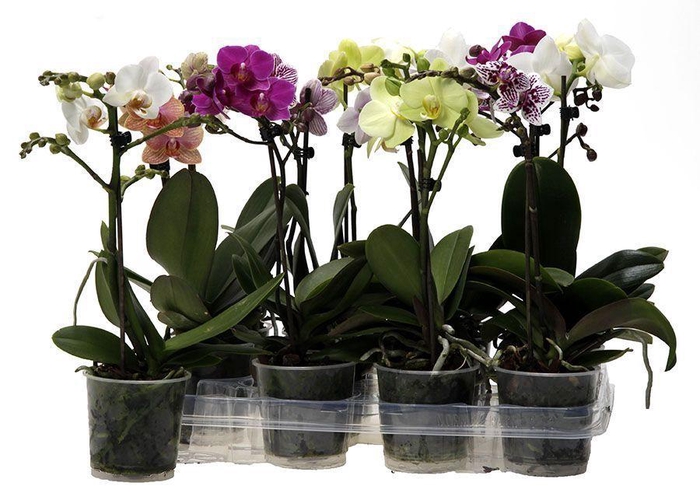 <h4>Kolibri Orchids Phalaenopsis Mix 1 spike no label</h4>