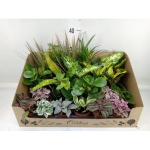 Planten Groen   ...mix 24