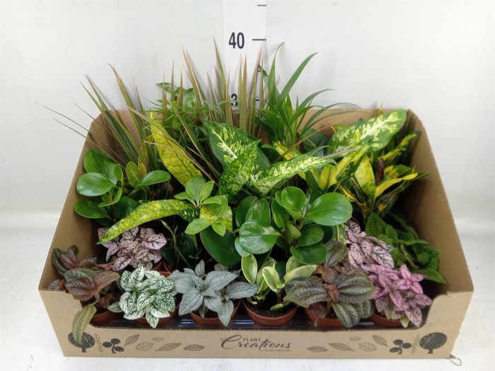 <h4>Planten Groen   ...mix 24</h4>