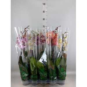 Phalaenopsis   ...mix