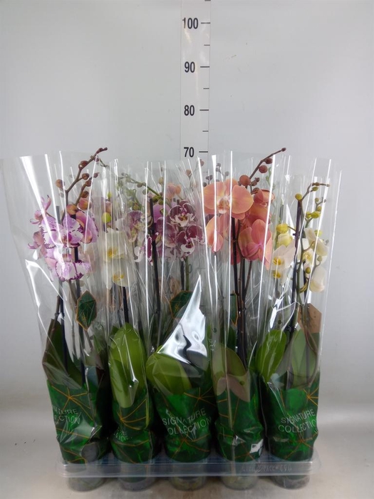 <h4>Phalaenopsis   ...mix</h4>