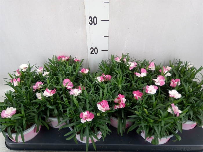 <h4>Dianthus  'Sprint Pink and Proud'</h4>