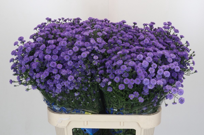 <h4>Aster Baby Blue</h4>