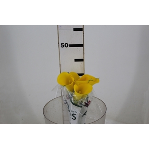 CALLA YELLOWEEN 040 CM