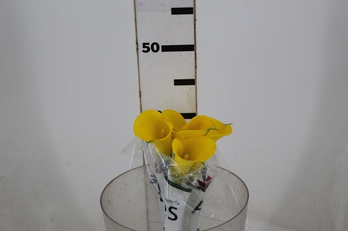 <h4>CALLA YELLOWEEN 040 CM</h4>