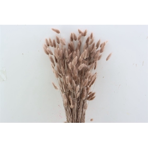 Dried Lagurus Brown Bunch