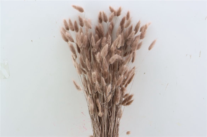 <h4>Dried Lagurus Brown Bunch</h4>