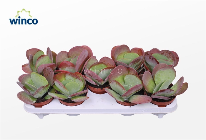 <h4>Kalanchoe Thyrsiflora</h4>