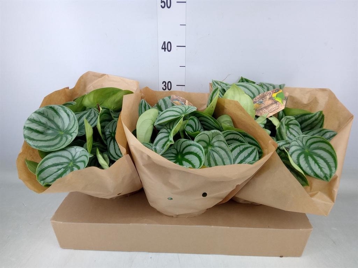 <h4>Peperomia argyreia</h4>
