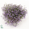 Lobelia Erinus Lilac 13
