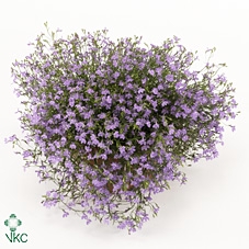 Lobelia Erinus Lilac 13