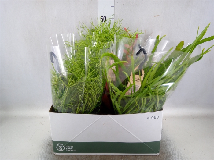 <h4>Rhipsalis   ...mix</h4>