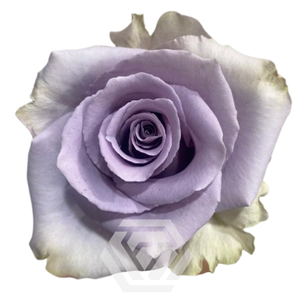 R GR SHOCKING BLUE Tessa
