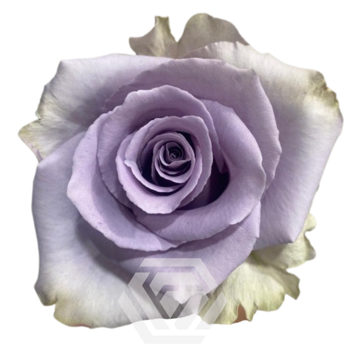 <h4>R GR SHOCKING BLUE Tessa</h4>