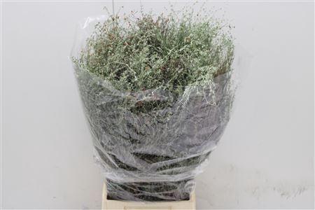 <h4>Wilde Thijm Per Bos</h4>