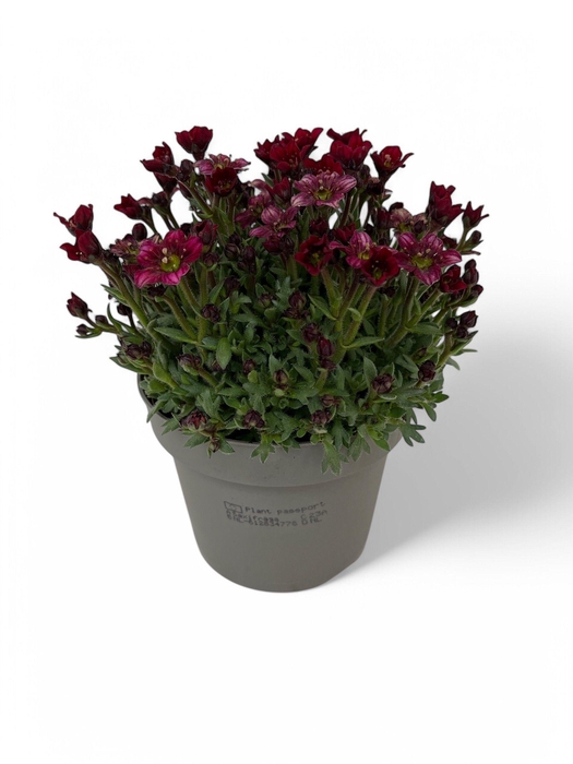 <h4>Saxifraga Arendsii Grp Touran Red</h4>