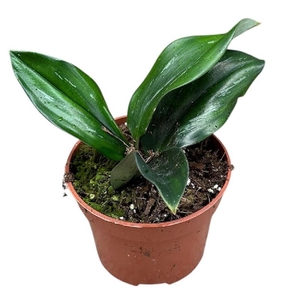 Alocasia Overig Scaphochlamys Scintillans Dark