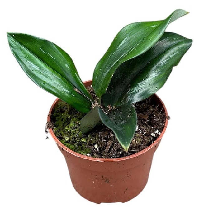 <h4>Alocasia Overig Scaphochlamys Scintillans Dark</h4>
