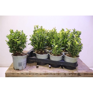 Euonymus Ja Gr Spire