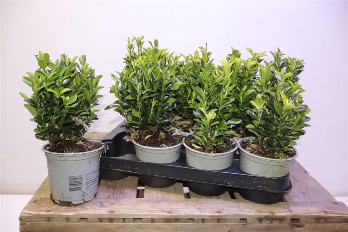 <h4>Euonymus Ja Gr Spire</h4>