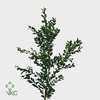 BUXUS SEMP PB