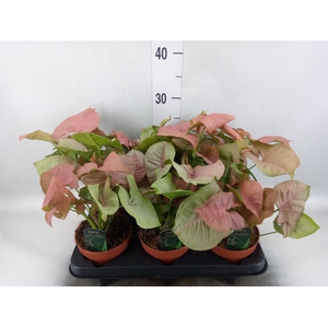 Syngonium podop.