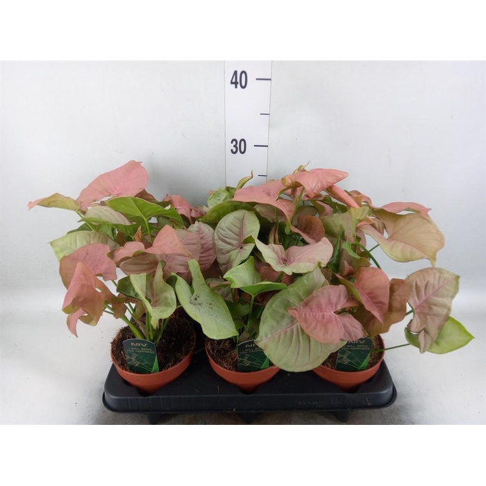<h4>Syngonium podop.</h4>