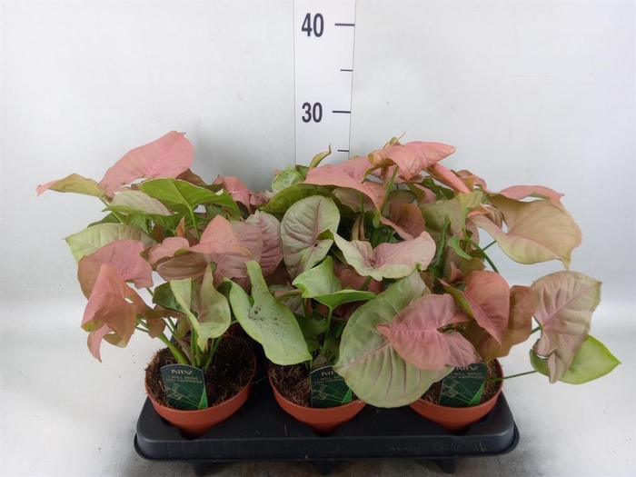 Syngonium podop.