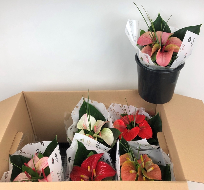 Boeket Deluxe 5 bloem Wit 6