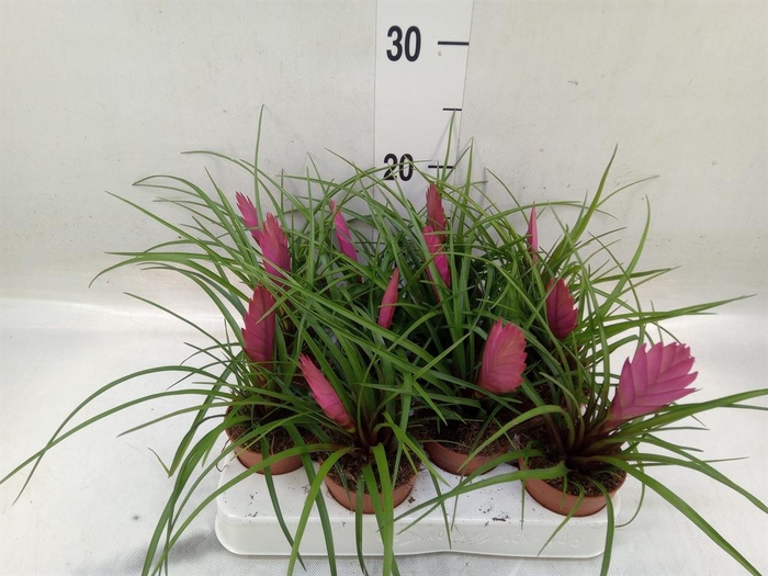 <h4>Tillandsia cyanea</h4>