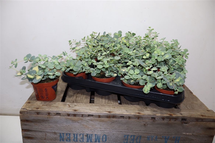 <h4>Sedum Si Mediovarieg</h4>