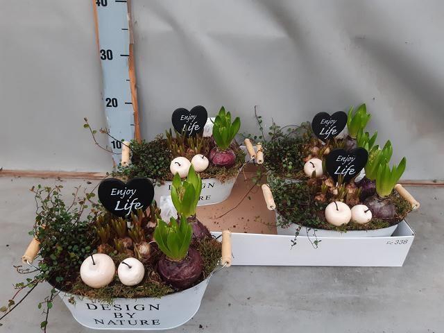 <h4>ARR BOL KNOLGEWAS</h4>