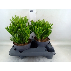 Crassula ovata 'Gollum'