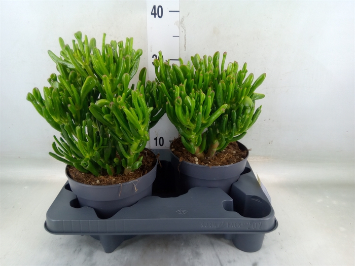 <h4>Crassula ovata 'Gollum'</h4>