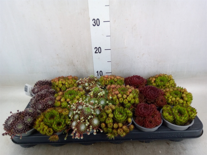 <h4>Sempervivum   ...mix</h4>