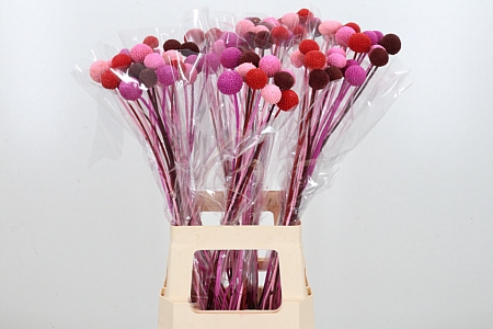 Craspedia Kl Bh Love Mix